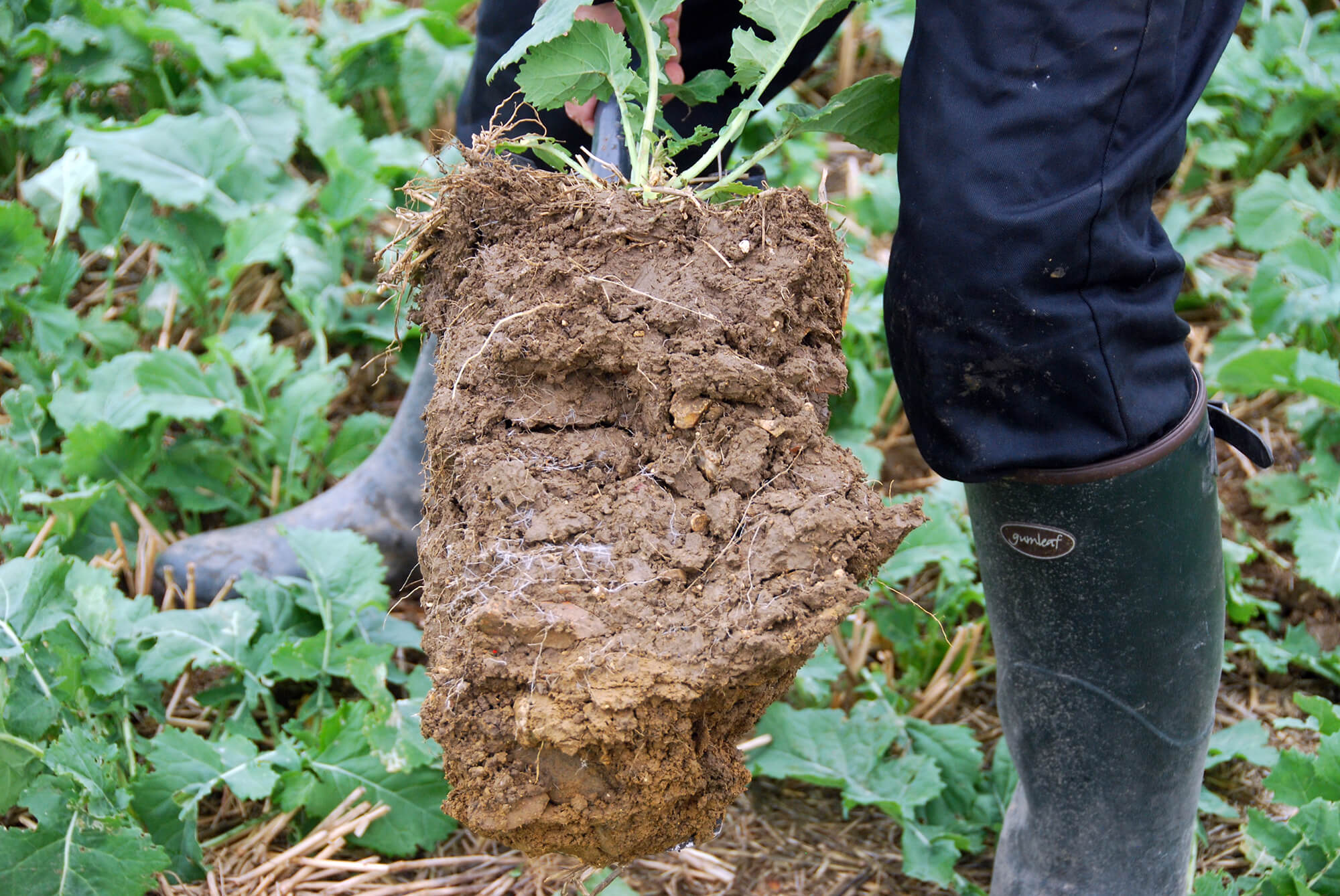 Claydon healthy soil structure