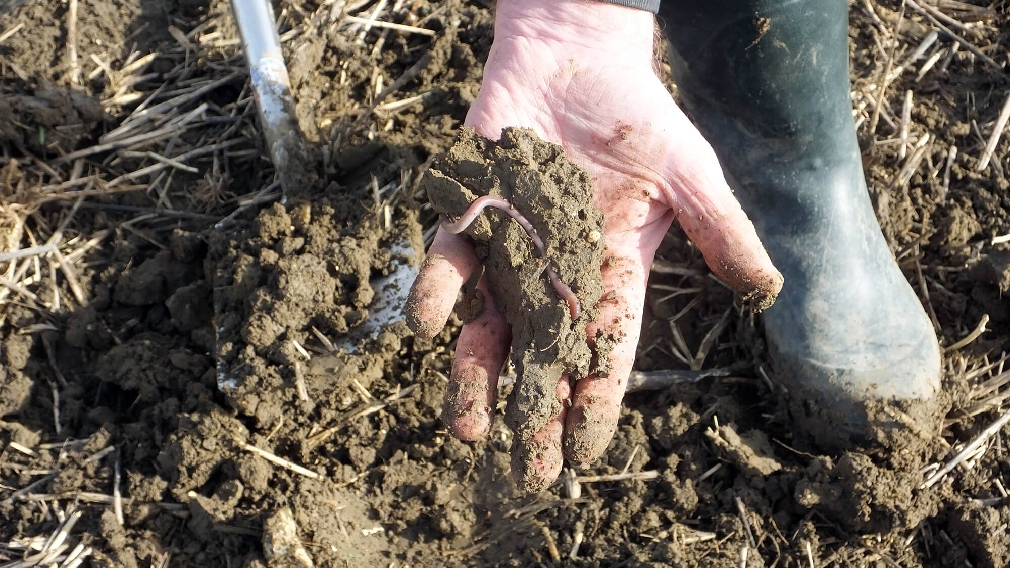 Claydon healthy soil structure