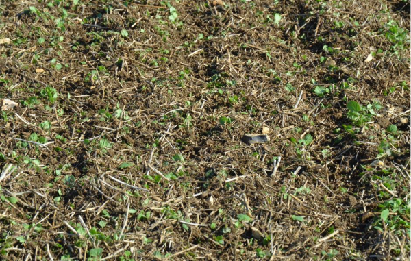 Straw Harrow: An Important Stubble & Weed Management Tool